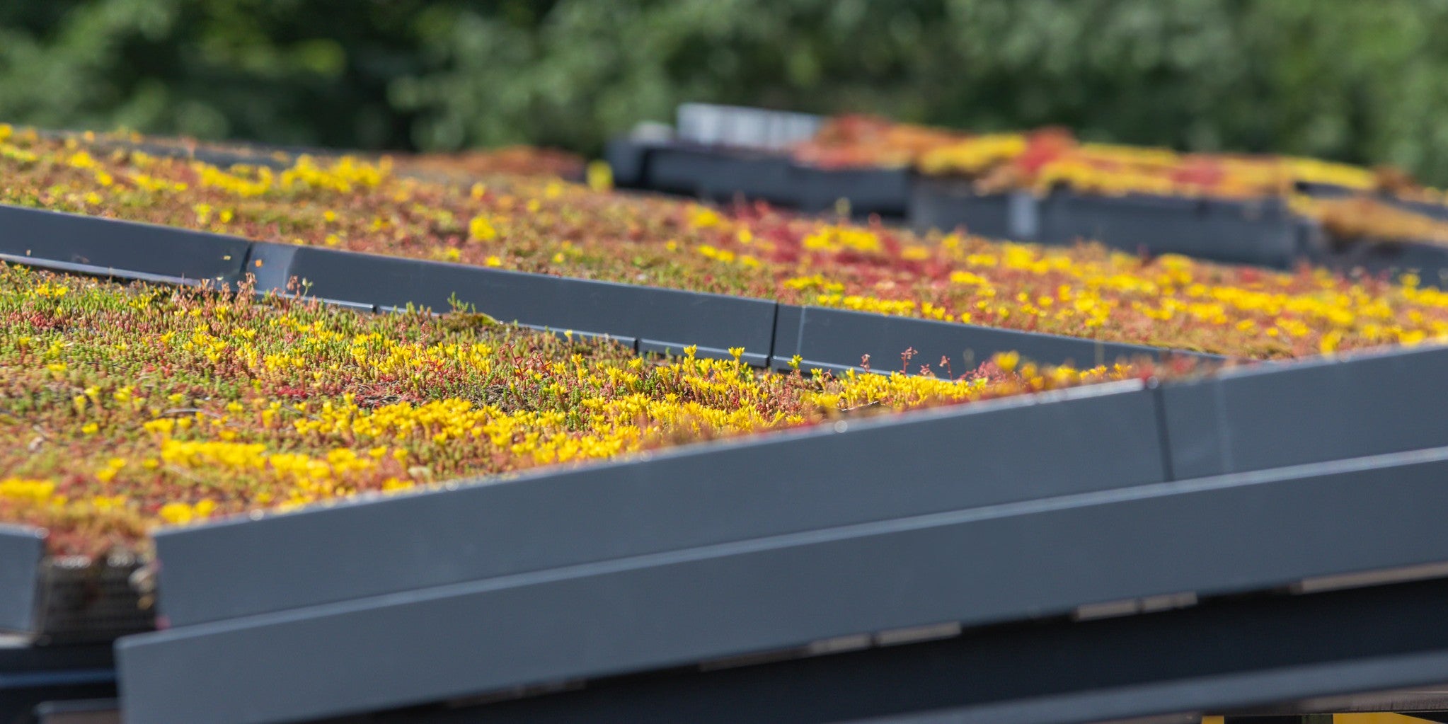 Viherkatto virkistää kaupunkiympäristöä